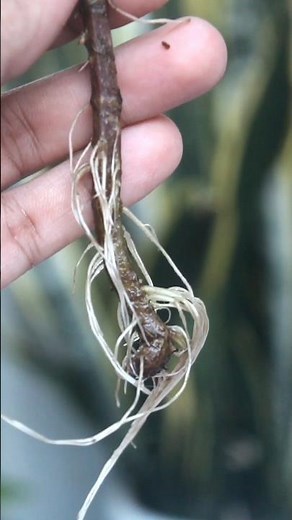 😜COLEUS PROPAGATION MADE EASY!