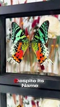 Top 5 Most Beautiful Insects In The World 🦋✨ #shorts #animallife #insects