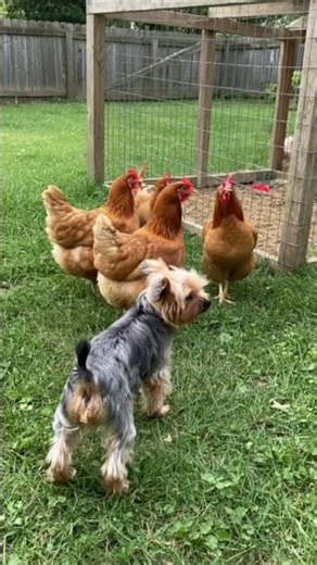 Boo-Boo the Dog: The Ultimate Chicken Herding Genius