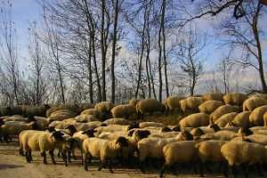 What does a herd health plan look like?