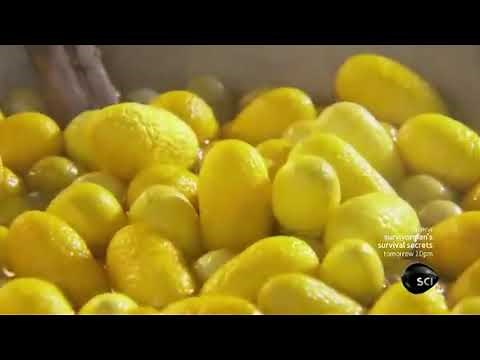 How It's Actually Made - Silk