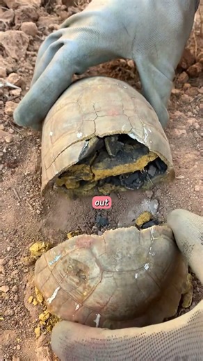 Hidden Treasure Trapped Inside a Turtle Shell #artifact #found #incredible