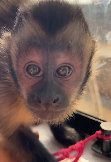 El adorable mono capuchino y su travesura
