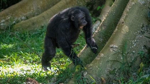 Feel the rhythm! Chimps drumming may reveal insight into roots of music