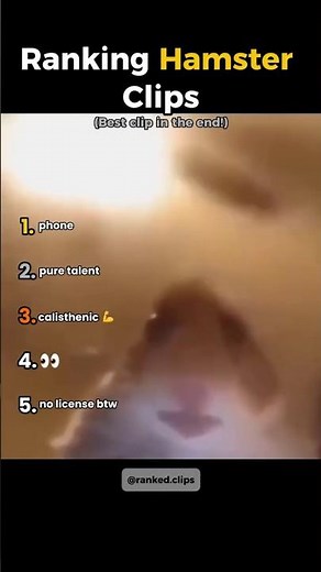 Ranking Funniest Hamster Clips! 😂