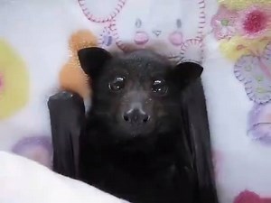 Cute little bat