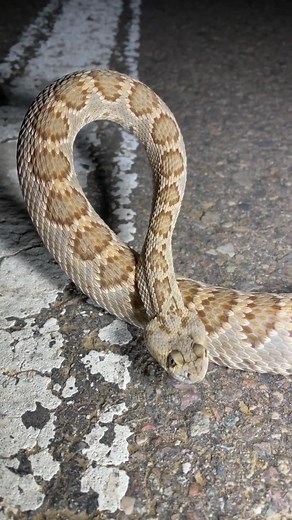 Mojave Rattlesnake hissing! #rattler #rattlesnake #mojave #venomteacher