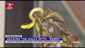 67K views · 624 reactions | There's nothing quite like finding a snake in your Chrisssstmassss tree... No thanks! | The West Australian | Facebook