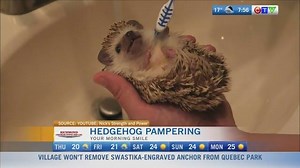 Your Morning Smile from CTV Morning Live Vancouver: A wee hedgehog gets pampered. http://ctv.news/E6iNUVF | CTV Vancouver