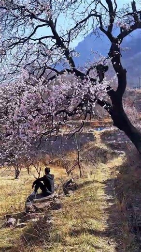 Whispers of Spring: White Peaches & Red Apricots in Solitude