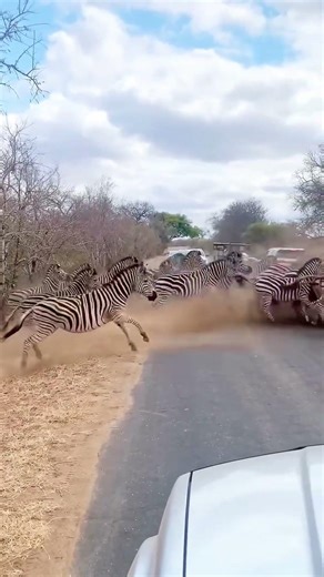 Zebras crossing the road