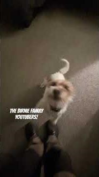 Jack Russell CHASE TAIL And Zoomie Double By Bailey! - BFF Puppy & Dog Shorts #320