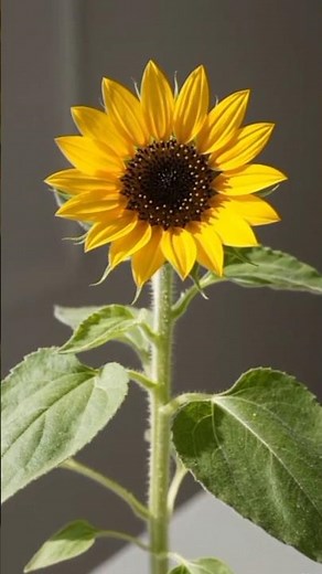 Dwarf Sunflower: From Seed to Bloom 🌱🌼 | Full Growth Timelapse