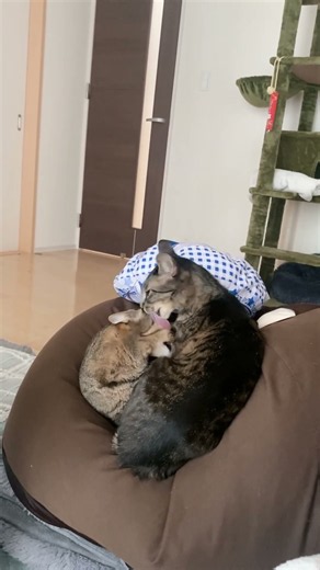 【てぇてぇ】喧嘩ばかりかと思えば仲良く毛繕いし合う姉妹 #cat #猫 #cute #可愛い #キジトラ #姉妹 #cats