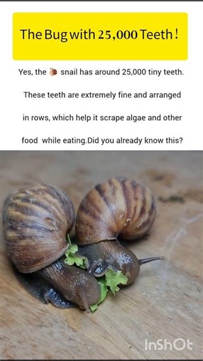 Snail wonderful wildlife insect #snail #ukwildlife #usawildlife #wildlife #shorts