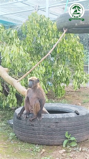 When Willie Barks, We Listen Just like all wildlife, baboons have their own language. From gentle grunts to sharp barks, every sound carries meaning - helping them express curiosity, excitement and calls that keep their troop connected. Young baboons like Willie are still learning this complex “vocabulary,” using sounds and gestures to communicate and find their place within the troop. It’s all part of growing up wild and learning the social rules of baboon life! Chacma baboons are one of Africa