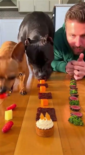 Dog vs Chihuahua Food Blitz 🤯#dog #chihuahua #eatingchallenge #funny #pets