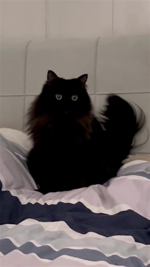 Capture Your Cat's Cutest Moments for Fun