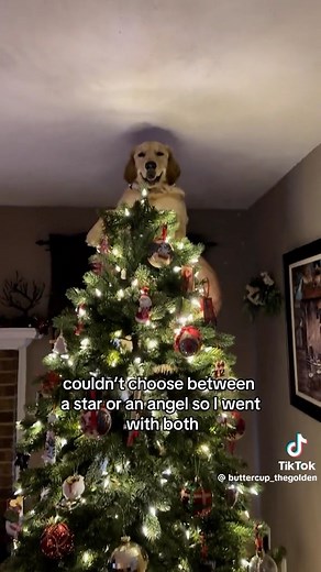 The best tree topper there ever was 🌟🎄🐶 Have y’all decorated your trees yet? #christmastree #christmastreedecorating #itsagirlthing | Itsa Girl Thing