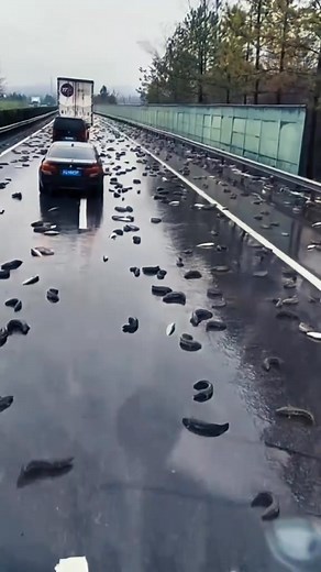 The Strange Phenomenon of Raining Fish | W Speaks