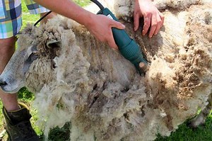 Best Sheep Shearing Clippers: Reviews & Buying Guide 2026