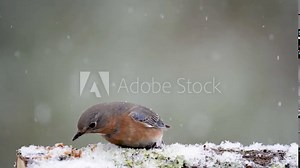 Female bluebird eating a worm on a branch in a snowstorm