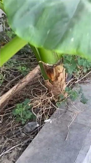 #edm #remix #music #rave #techno #food #bbqmeat #cooking #thaifood #cat