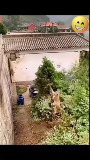 Agile Monkey Adventures in Traditional China