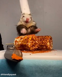 You've heard of "Ratatouille"...now it's time to meet a ferret chef! #FurGoodFridays Special thanks: https://www.instagram.com/friendlyquestt/ https://www.tiktok.com/@friendlyquest | Tasty UK
