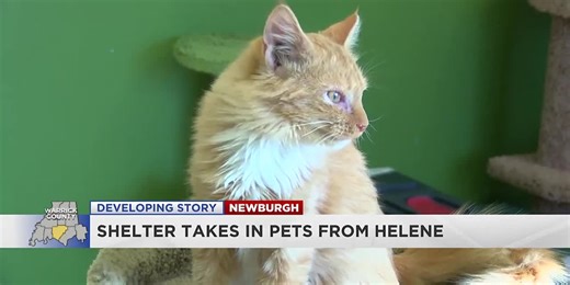 WHS taking in dozens of animals from area near Asheville, N.C.