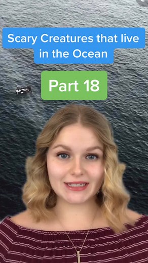 Discovering the Mystery of the Vampire Squid in the Deep Ocean