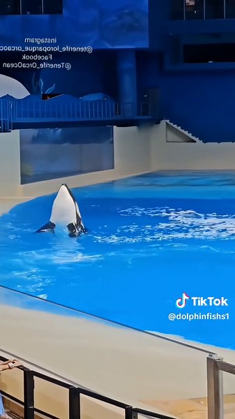 Exploring the Wonders of Dolphins in the Ocean