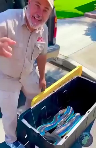 A unique rainbow reticulated python, whose brethren usually have only a brown color with a slight tint. | Biology MCQs