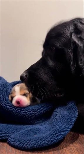 This Black Lab's Gentle Hug Stops Crying Puppy Instantly! Watch His Empathy ❤️ #dog #cute #funny