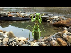 If you put a parasitized mantis into a hot spring...