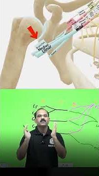 Brachial Plexus Simplified | Easy Breakdown of Roots, Trunks, Divisions, Cords & Branches #shorts