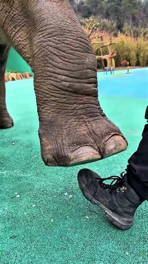 🦣 Dad’s Foot Turned Into Chutney by an Elephant! 😱🤣#ElephantAttack #FunnyShorts #FamilyShorts
