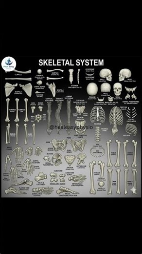 skeletal system #bones #anatomy #physicaltherapy #physio