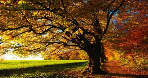 Octobre en France : quand l’automne impose sa loi sur le thermomètre - Actualités La Chaîne Météo