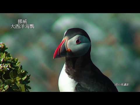 北極海鸚 Atlantic Puffin 角海鸚 Horned Puffin 簇羽海鸚 Tufted Puffin (周台珠攝影)