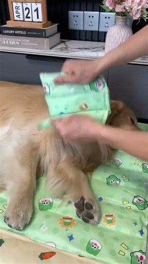 Best Summer Hack for Your Dog Safe Cooling Mat Review #Shorts #DogCare #PetTips