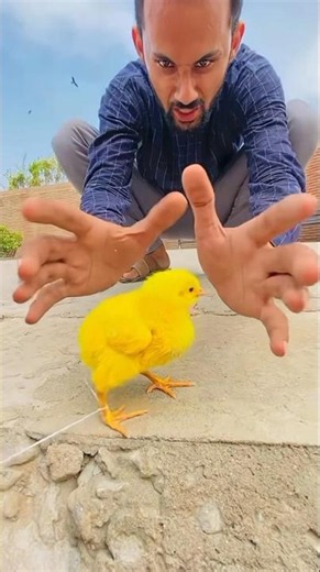 🐥 Le poussin est tombé ! 😱 #Shorts #Viral #PourToi #animaux