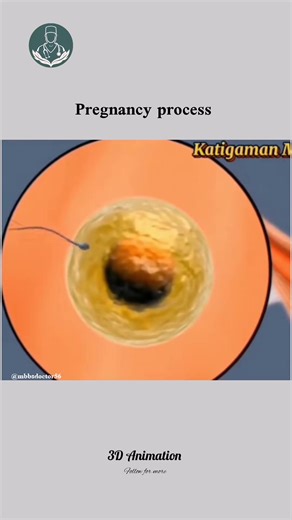 2.6K views · 28 reactions | Pregnancy process. 3D Animation. #tiktokviral #1millionaudition #mbbs | Stephen Morris | Facebook