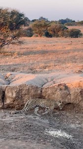 Mashatu – Tucked away where Botswana, South Africa, and Zimbabwe meet, Mashatu is pure magic. As the sun dipped casting golden light across the plains, a female leopard moves stalking impalas nearby. A moment of silence, beauty, and wild instinct all in one frame. Watch the sun set as the wild comes alive. Mashatu Game Reserve | Zaheer Ali
