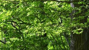 Forest trees swaying in the early summer breeze