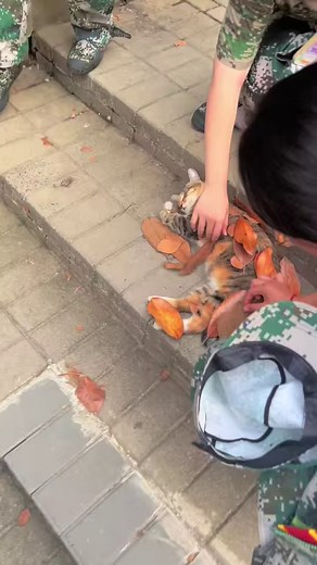 1.9M views · 10K reactions | Making a new blanket 藍 #cat | Just Meow Meow | Facebook