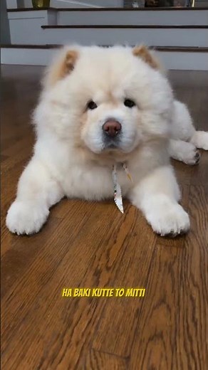 #Facts about CHAOW CHAOW #फैक्ट्स अबाउट चाउ चाउ #dog #dogbreed #dogupedia #puppy #dogfacts