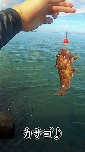 長いロッドで穴釣りすると無双できます #穴釣り #釣り #fishing