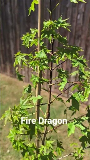 Acer truncatum 'Fire Dragon' Shantung Maple
