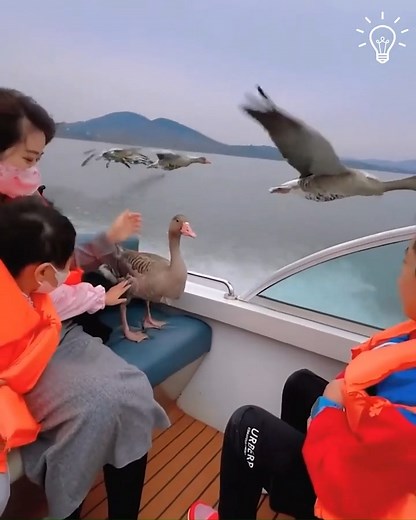 20K views · 813 reactions | Unforgettable encounter with wild geese  | Beautiful World | Facebook